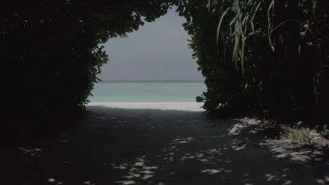 Flying through a tunnel of trees to the open water Stock Footage 241940624