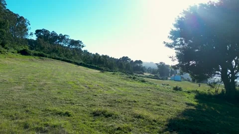 Flying Through Verdant Landscape With Tree Silhouette Stock Footage 229239513