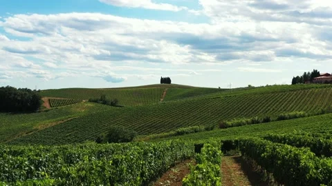 Flying through the vineyards Stock Footage 136580111