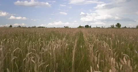 Flying through a wheat field on a sunny day Vídeos de archivo 135723355