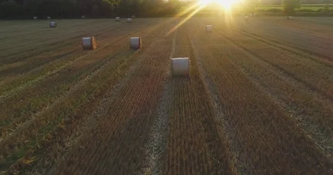 Flying Through a Wheatfield Stock Footage 80047577
