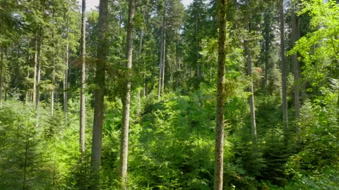 Flying through a wild forest 動画素材 316068612