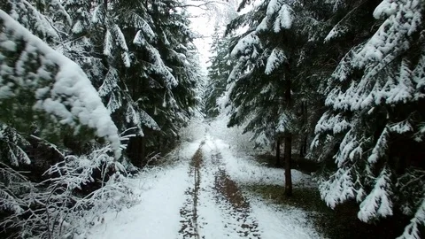 Flying Through Winter Forest Trees Covered With Snow Video stock 71100409