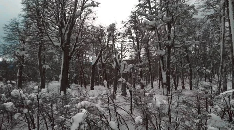 Flying through winter trees toward mountain landscape in Patagonia Stock Footage 63297033