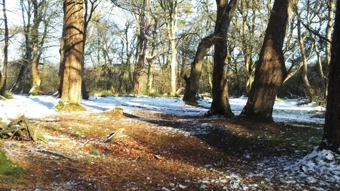 Flying through winter woods Stock Footage 102959312
