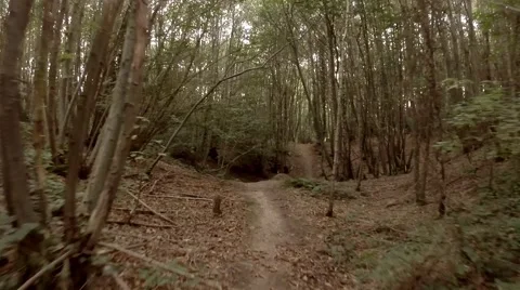 Flying through woods Stock Footage 44394885