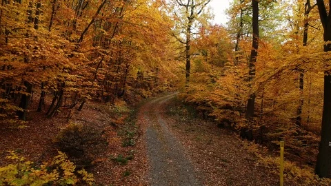 Flying through the woods Stock Footage 98158803