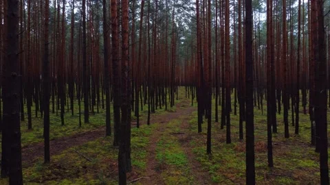 Flying through the woods Stock Footage 332523164