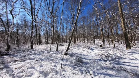 Flying thru forest after heavy snowstorm,Trees covered after winter storm Stock Footage 160227037