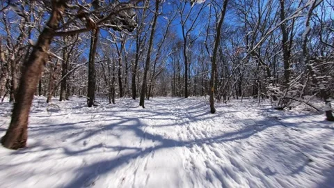 Flying thru forest after heavy snowstorm,Trees covered after winter storm Stock Footage 160227137