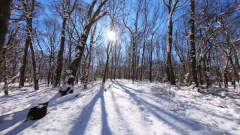 Flying thru forest after heavy snowstorm,Trees covered after winter storm Stock Footage 160227291