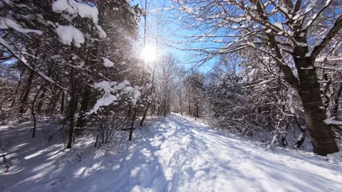 Flying thru forest after heavy snowstorm,Trees covered after winter storm Stock Footage 160227463