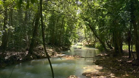 Flying Thru Jungle Stock Footage 90534059