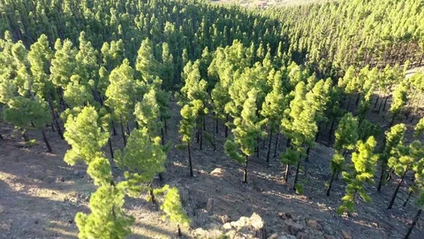 Flying at the tip of the trees Video stock 121531107