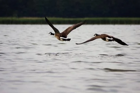 Flying together Stock Photos