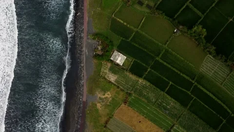 Flying top down view on rice fields near ocean Stock Footage 154629637