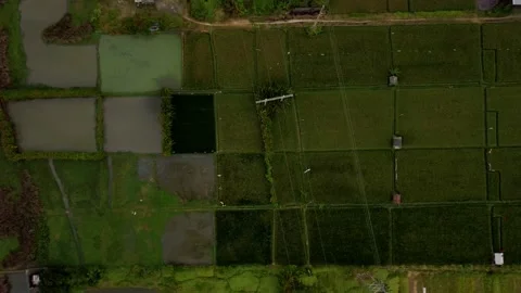 Flying top down view on rice fields near ocean Video stock 155032592