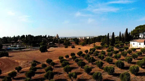 Flying on top of olive trees Stock Footage 96003006