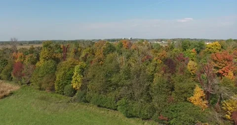 Flying Torward Forest Of Autumn Trees With City Skyscrapers In Background Stock Footage 165247585