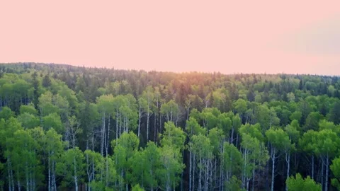Flying Toward Sunset Over Endless Boreal Forest in Summer 库存影片 339097378
