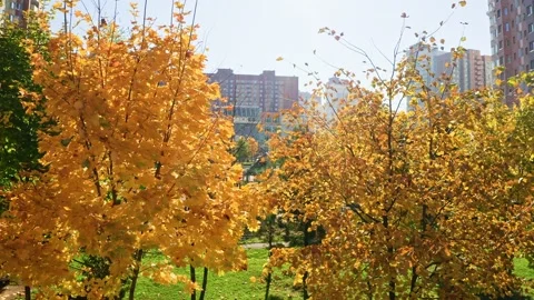 Flying toward vibrant fall foliage. Beautiful warm autumn colors Vídeo Stock 248720130