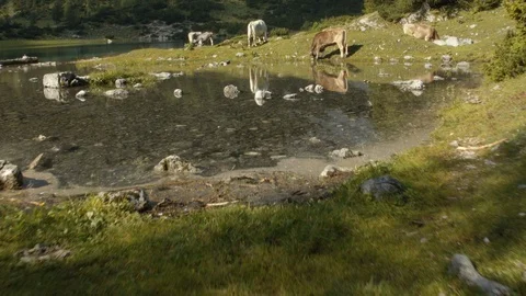 Flying towards drinking cows on a scenic lake Stock Footage 101901802