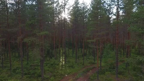 Flying towards in forest. Sun blinking behind th trees Stock Footage 134794141