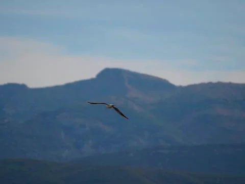 Flying towards the freedom Stock Photos