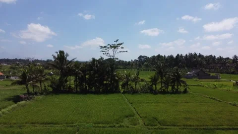 Flying towards a group of palm trees in a rice field Stock Footage 257202818