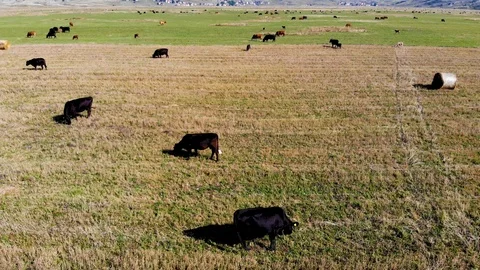 Flying towards a herd of curious cows standing in the large pasture Stock Footage 102267375