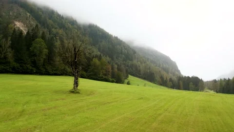 Flying Towards Huge Lonely Tree With Ladder on It In the Middle of Green Meadow. Stock Footage 210772562