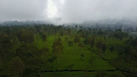 Flying towards misty forest over terraced tea fields in central Java, Indonesia Stock Footage 78418150