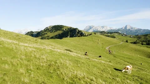 Flying Towards Mountain's Herd Of Cows Located at The Top Of The Mountain. Stock Footage 224838178