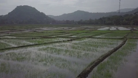 Flying towards over rice paddies in Sri Lanka Stock Footage