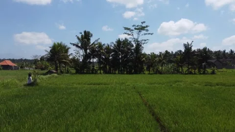 Flying towards palm trees in the rice field Stock Footage 257202793