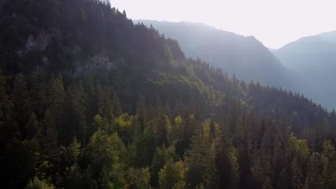 Flying towards a pine forest in the mountains. Autumn colors. Video stock 140782532