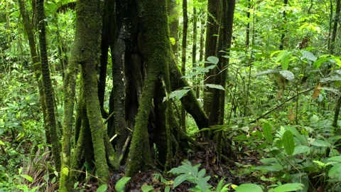 Flying towards the roots of a tropical tree which are covered in moss Stock Footage 165847477