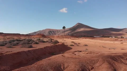 Flying towards a single palm tree standing in the middle of a red sand landscape Stock Footage 174871343