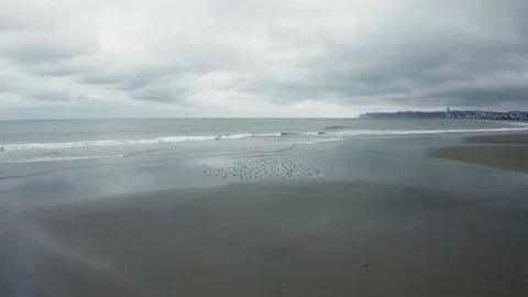 Flying towards a small flock of seagulls that are resting on the beach Stock Footage 146342233