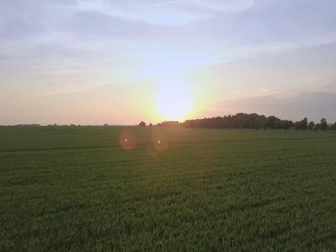 Flying towards the sun over corn fields Stock Footage 77656578
