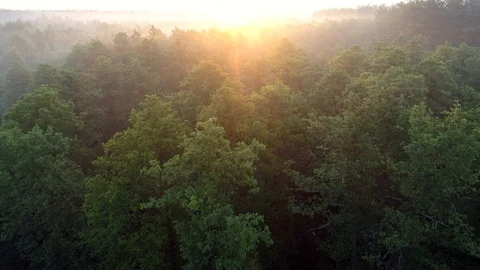 Flying towards sun over tree tops at dawn. Aerial view, UHD Stock Footage 120626556
