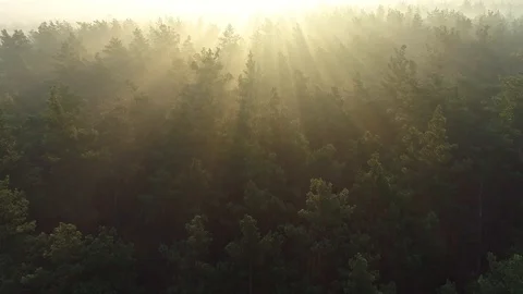 Flying towards the sun rays. Fabulous morning sunrise aerial shot. Pine tree Stock Footage 121568271