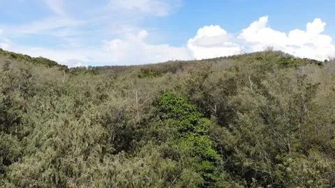 Flying towards the trees Stock Footage 138976920