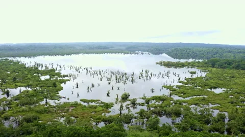 Flying towards the trees growing inside a large lagoon in the Amazon rainforest Stock Footage 169933949