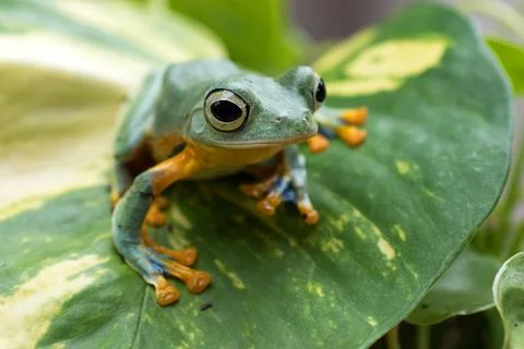 Flying tree frog on a leaf, Indonesia Stock Photos