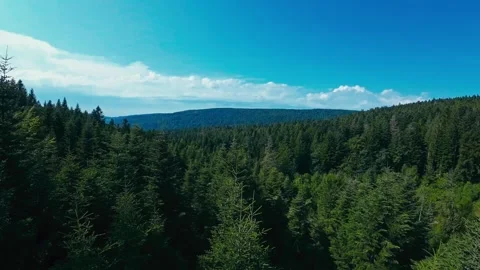 Flying at tree tops level above a European forest canopy in medium mountain 库存影片 254472681