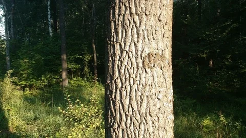 Flying up a tree trunk. Stock Footage 116468197