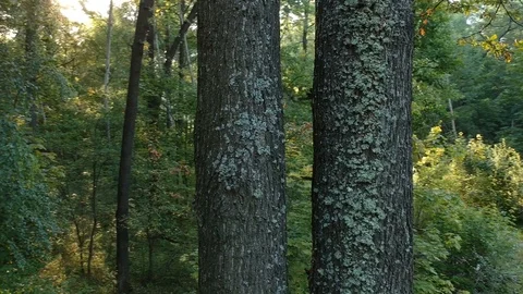 Flying up a tree trunk. Stockbeeldmateriaal 120805346