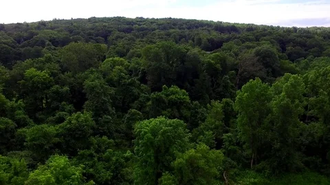 Flying Into Trees Video stock 78577757