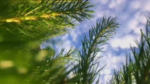 Flying in the trees Stock Footage